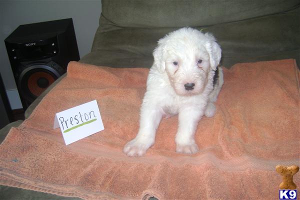 Old English Sheepdog